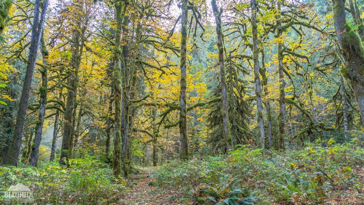 Photo of the Baker River Trail, taken in autumn, North Cascades Region