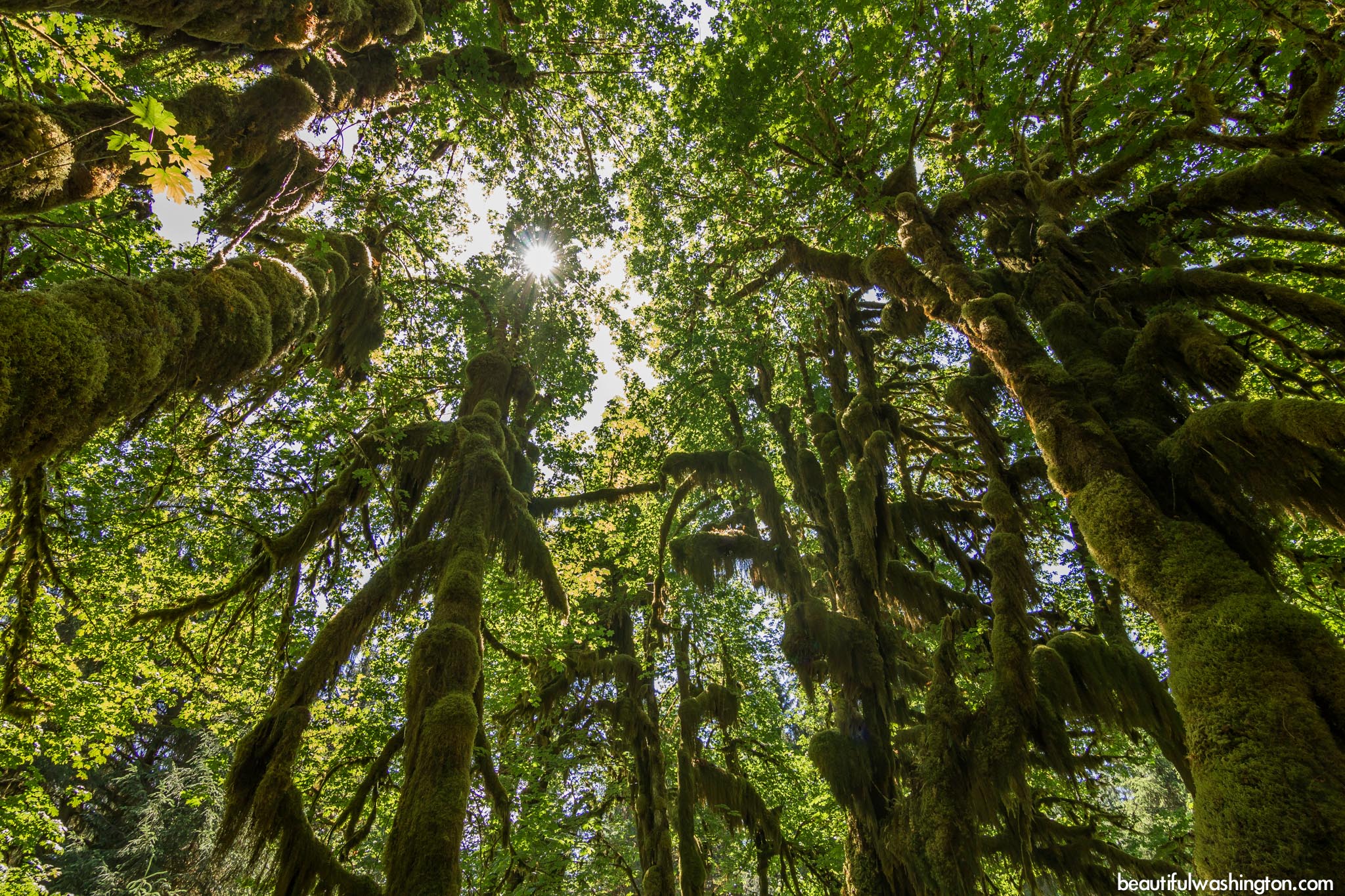 Hoh Rain Forest 16 Photo from Olympic Peninsula, Hoh Rain Forest