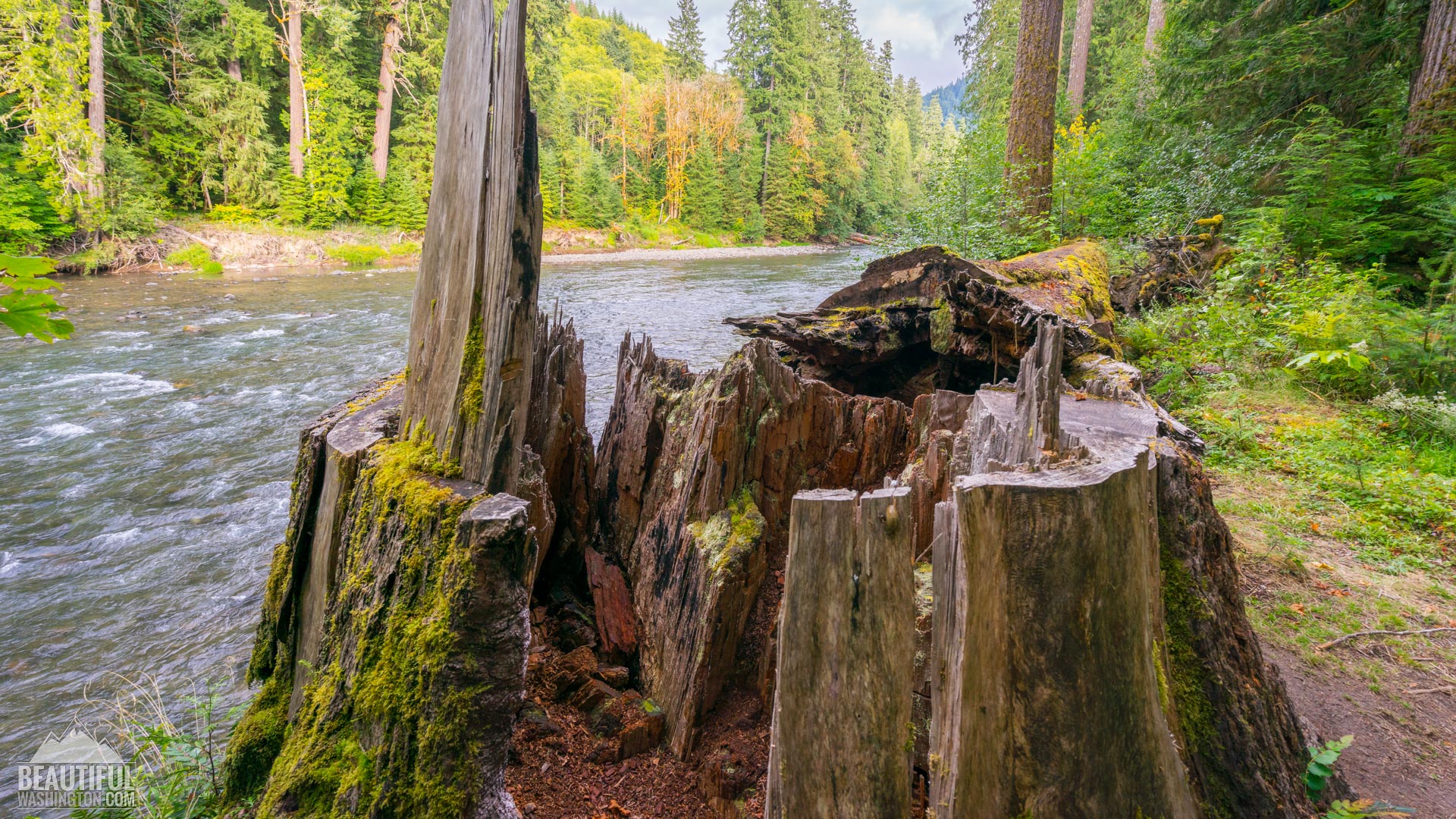 Iron Creek Campground of the Gifford Pinchot National Forest