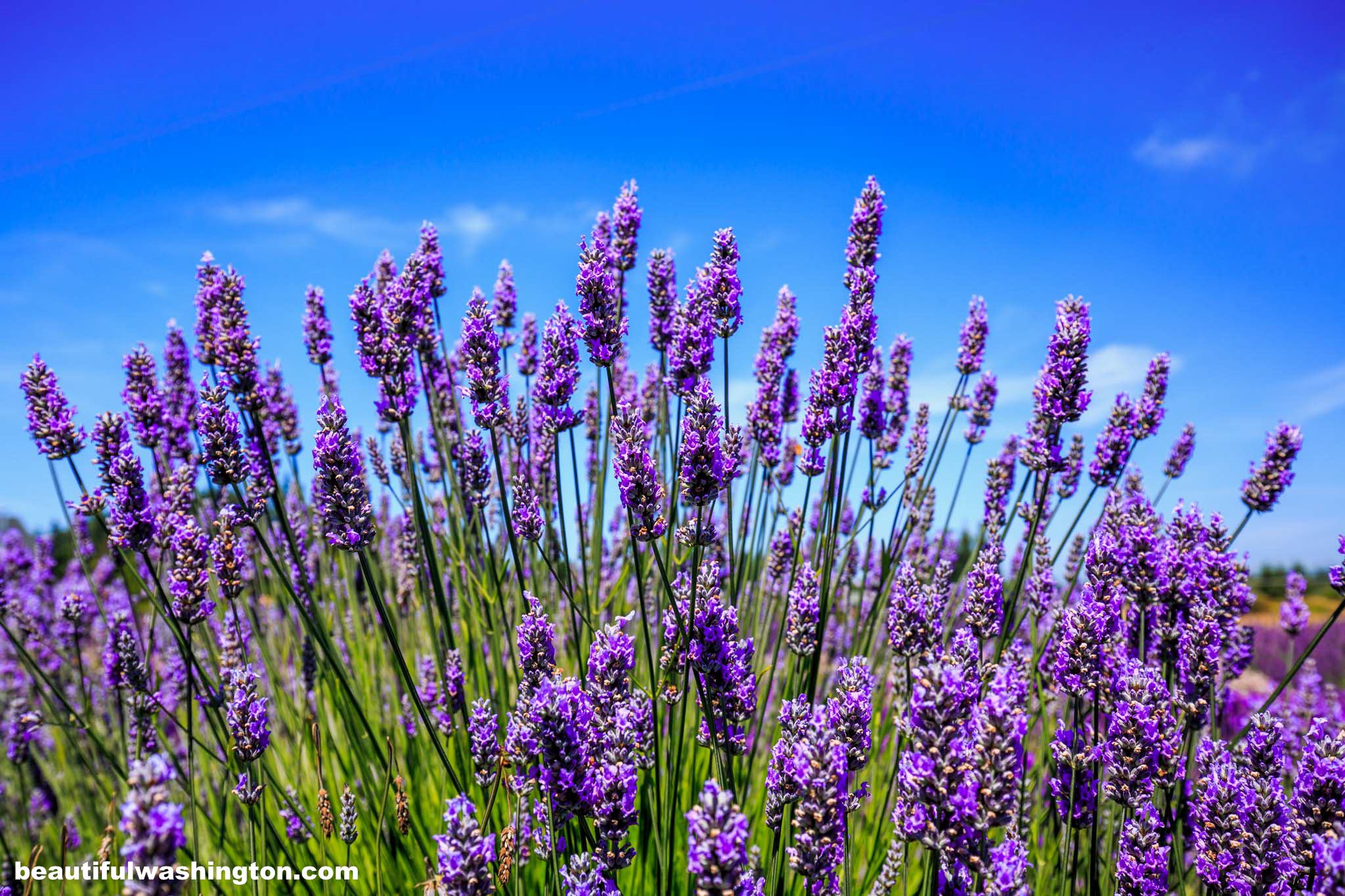 Sequim Lavender Fields