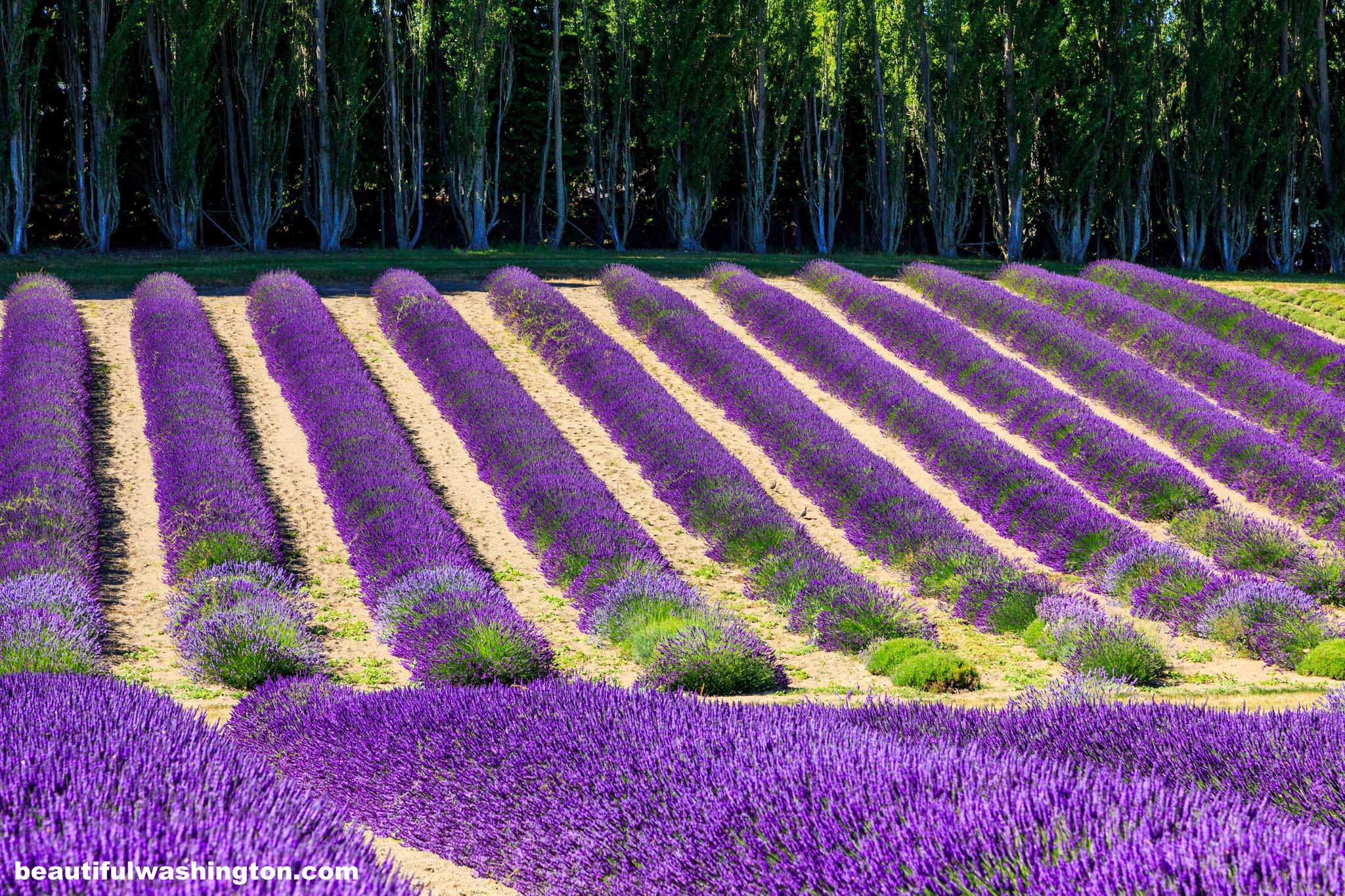 Sequim Lavender Fields