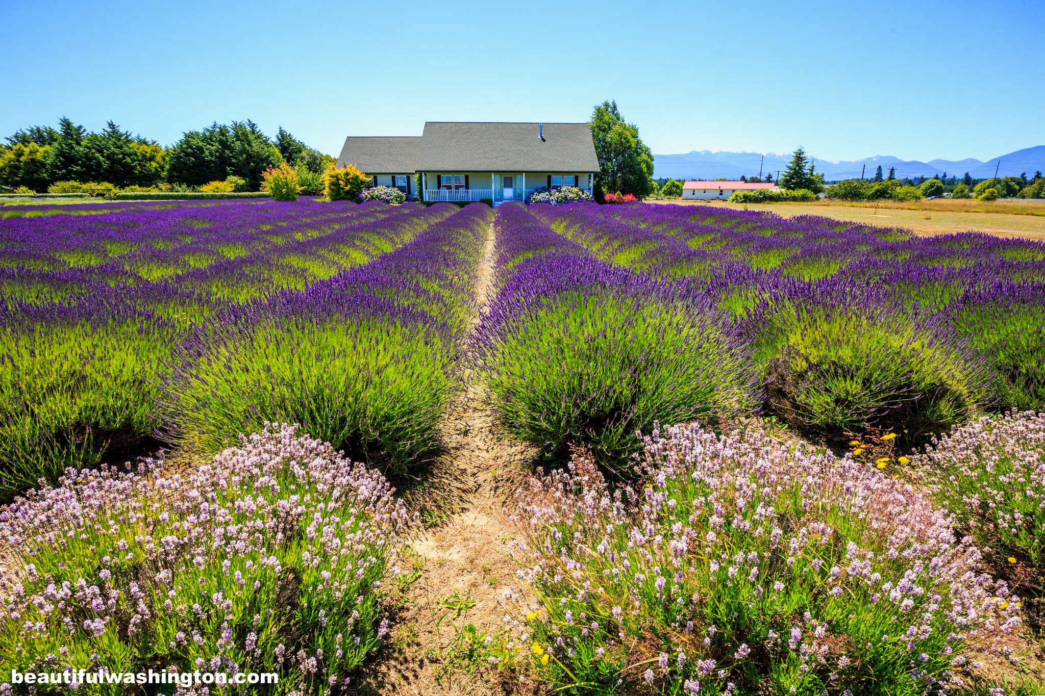 Sequim Lavender Fields