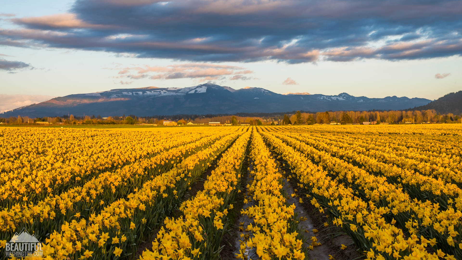 Skagit Valley Daffodils pictures, video from the Tulip Festival