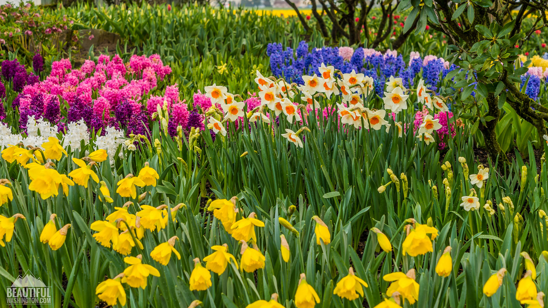 Skagit Valley Daffodils Photo from Skagit Valley
