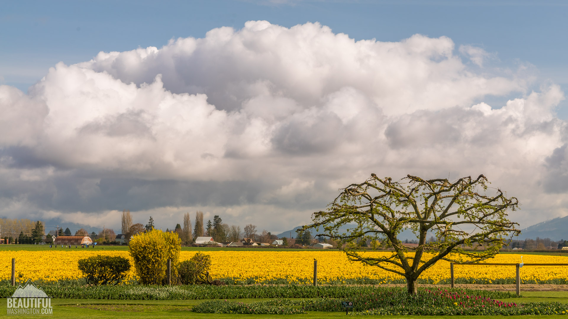 Skagit Valley Daffodils Photo from Skagit Valley