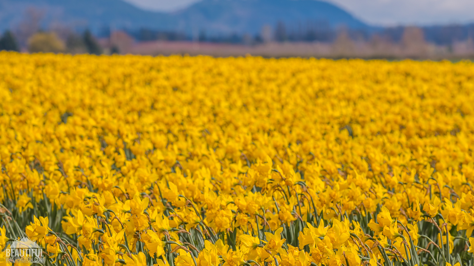 Skagit Valley Daffodils Photo from Skagit Valley