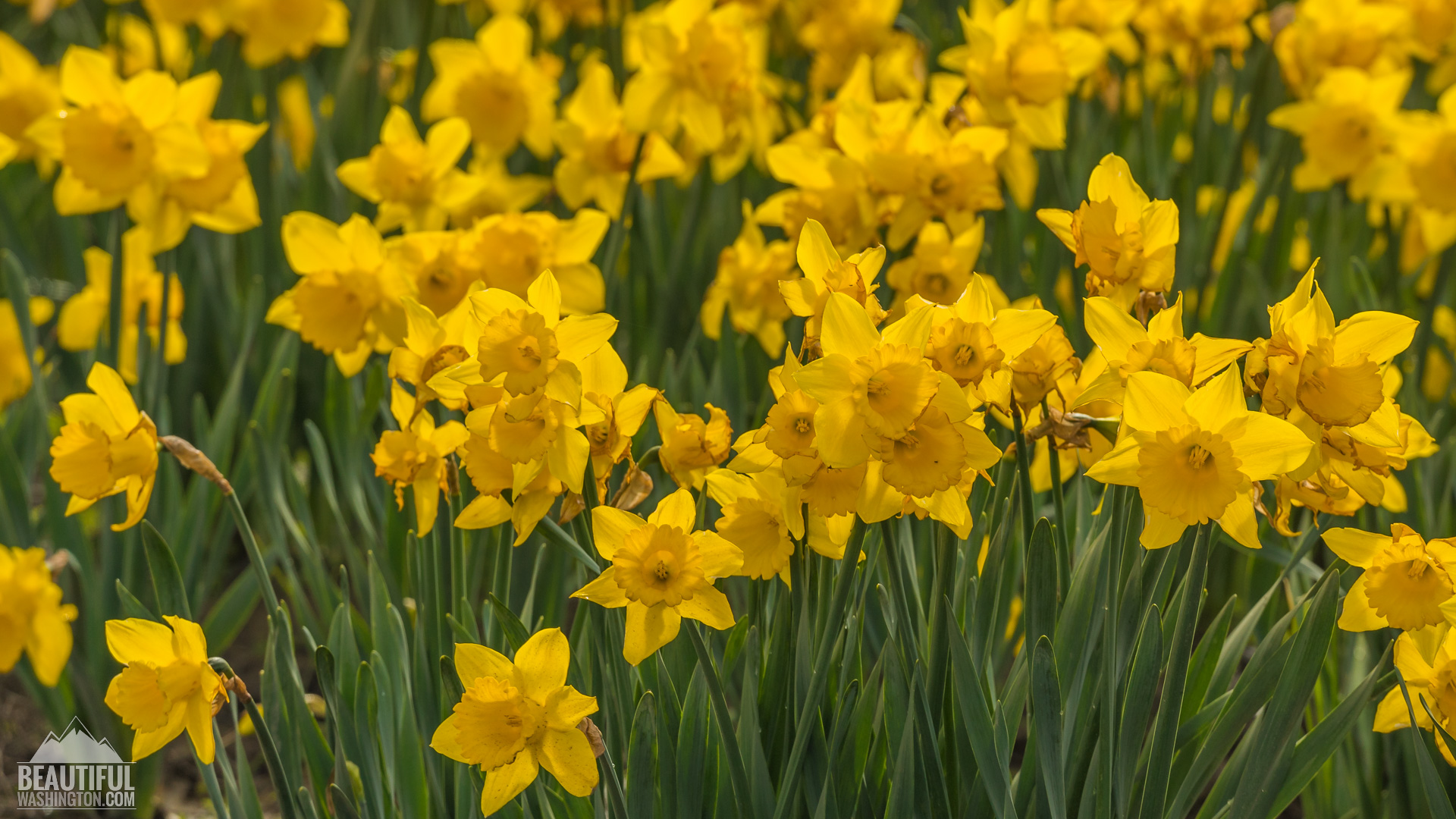 Skagit Valley Daffodils Photo from Skagit Valley