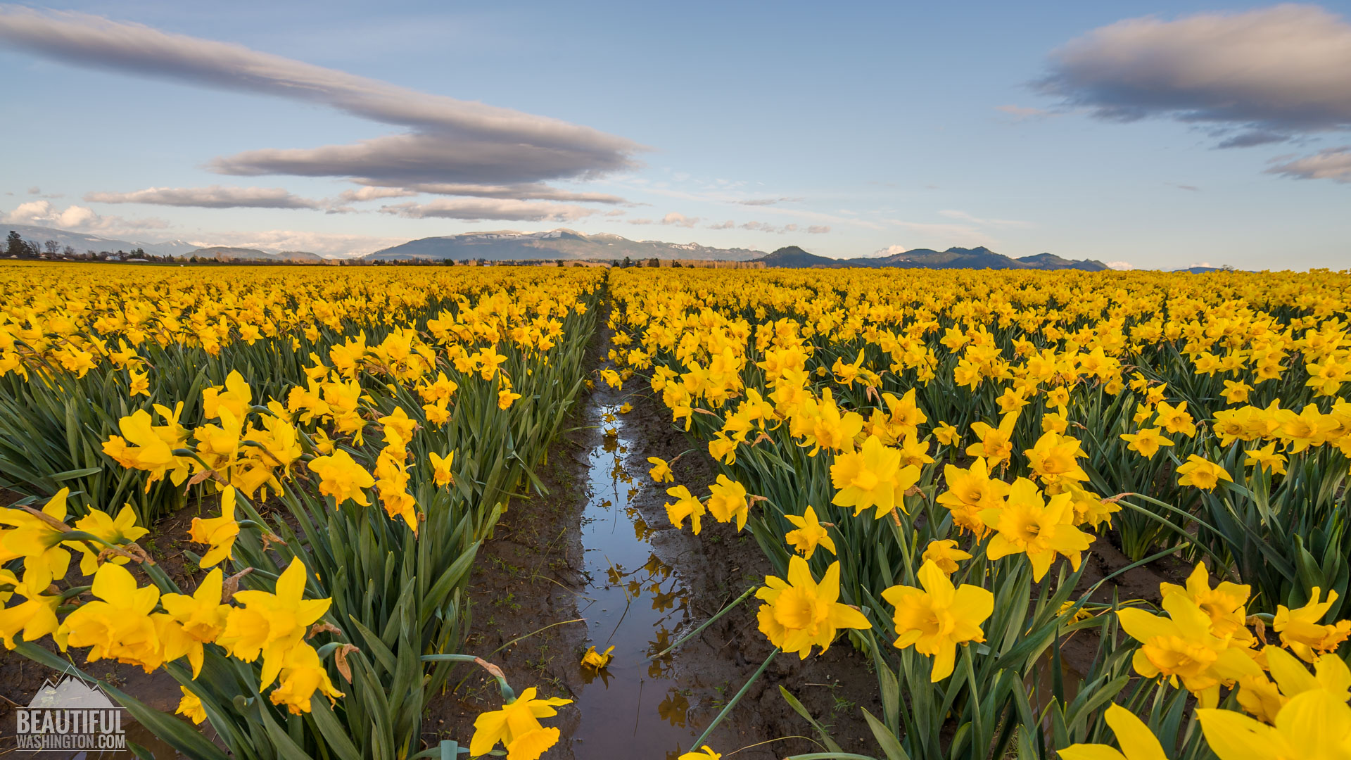 Skagit Valley Daffodils