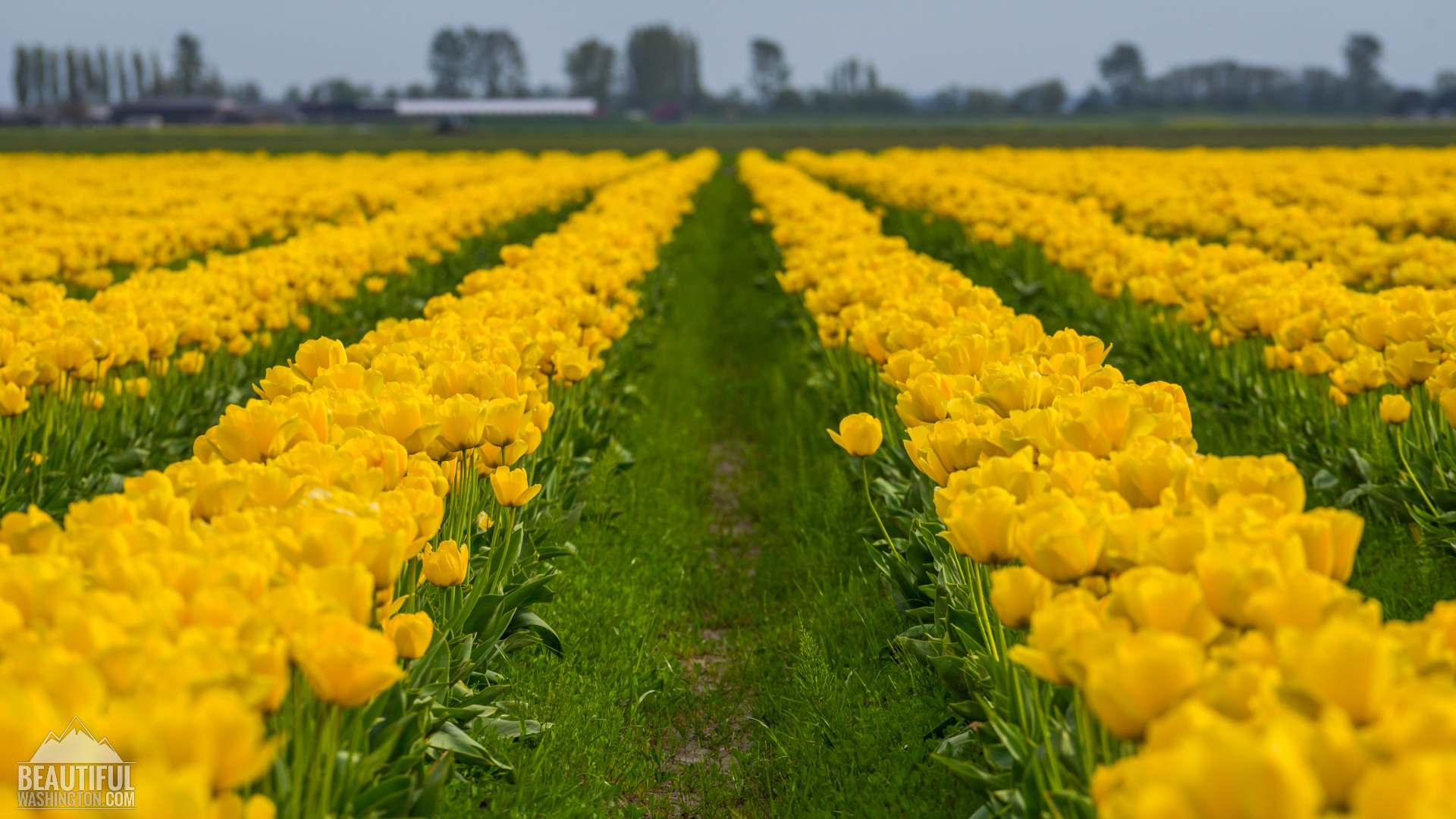 Skagit Valley Tulip Festival 2016 - Photo from Skagit Valley Tulip Festival 2016