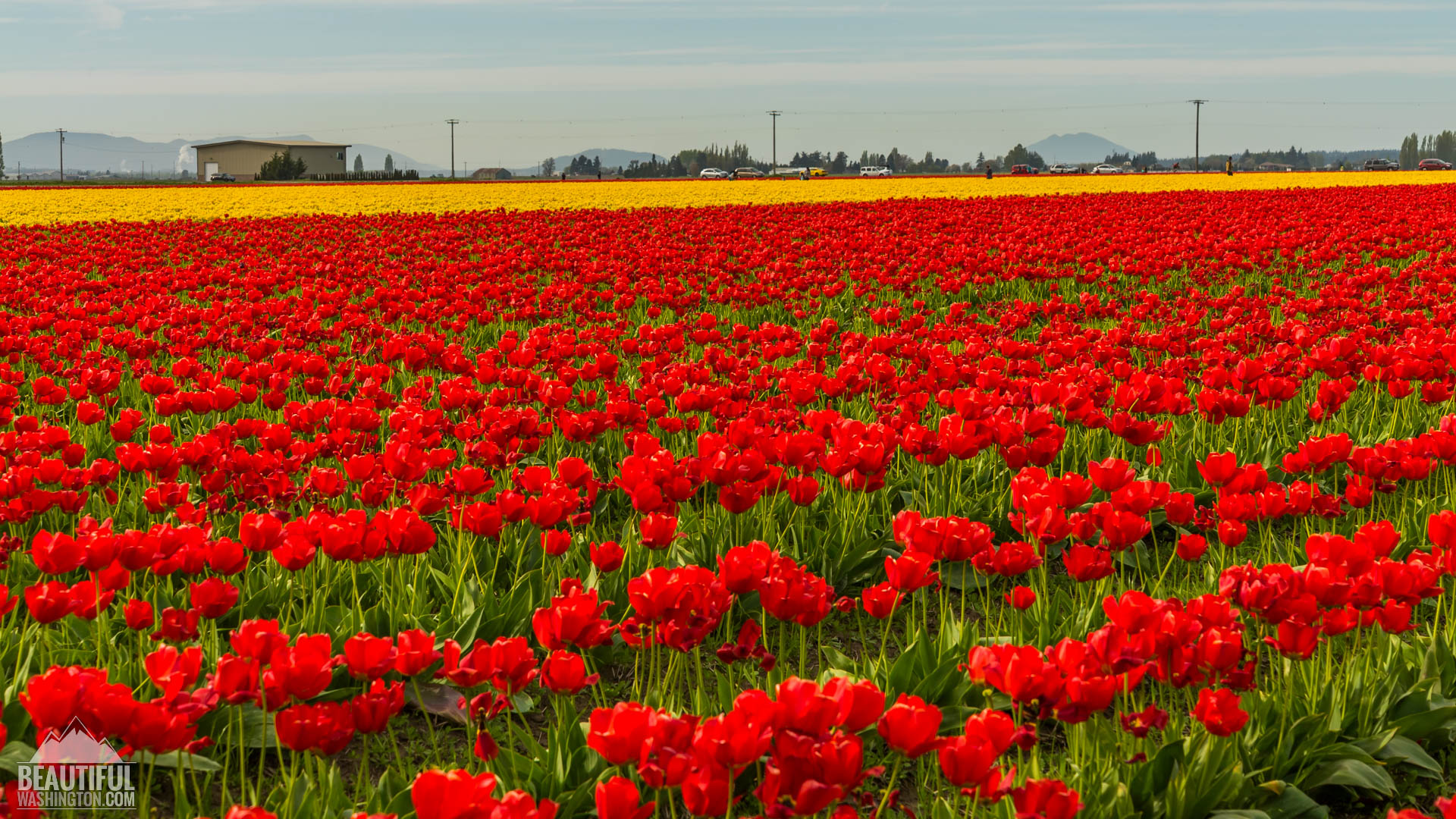 Skagit Valley Tulip Festival 2016 - Photo from Skagit Valley Tulip Festival 2016