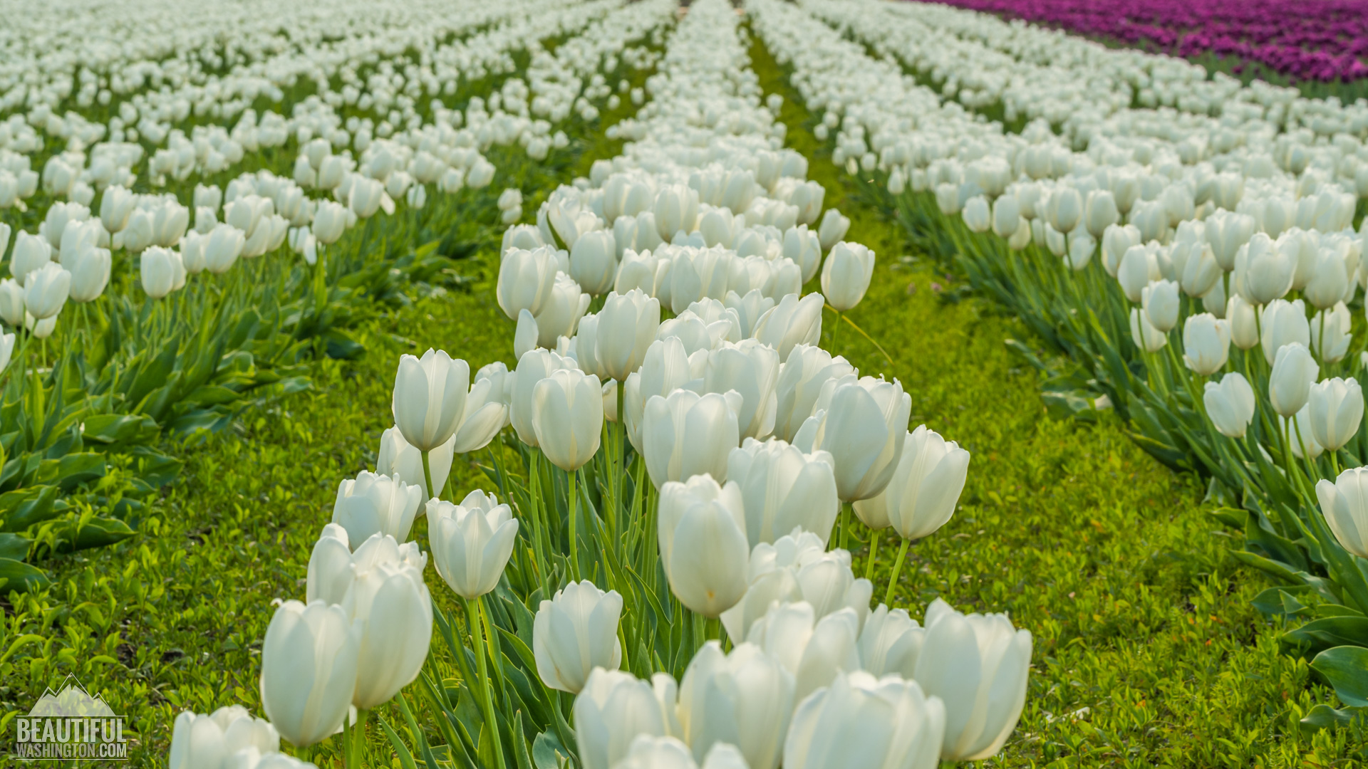 Skagit Valley Tulip Festival 2016 - Photo from Skagit Valley Tulip Festival 2016