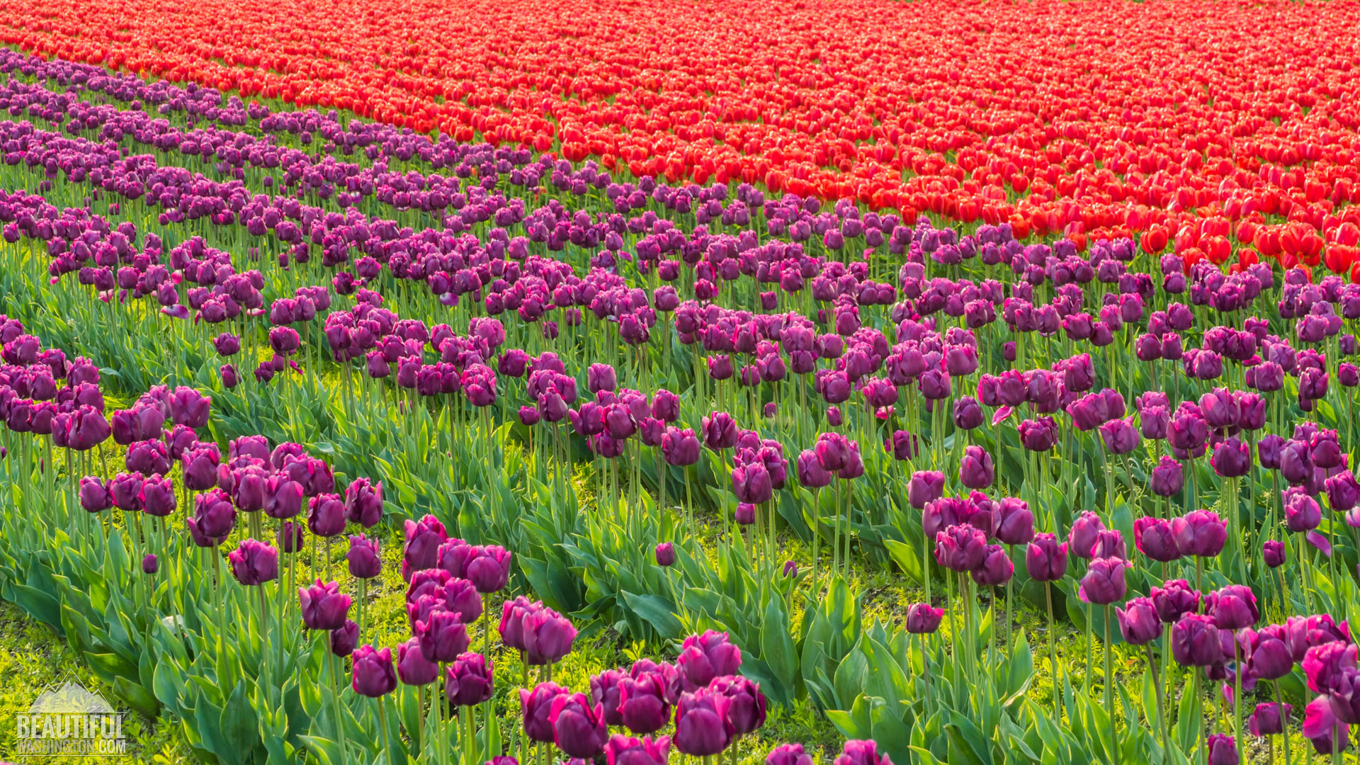 Skagit Valley Tulip Festival 2016 - Photo from Skagit Valley Tulip Festival 2016