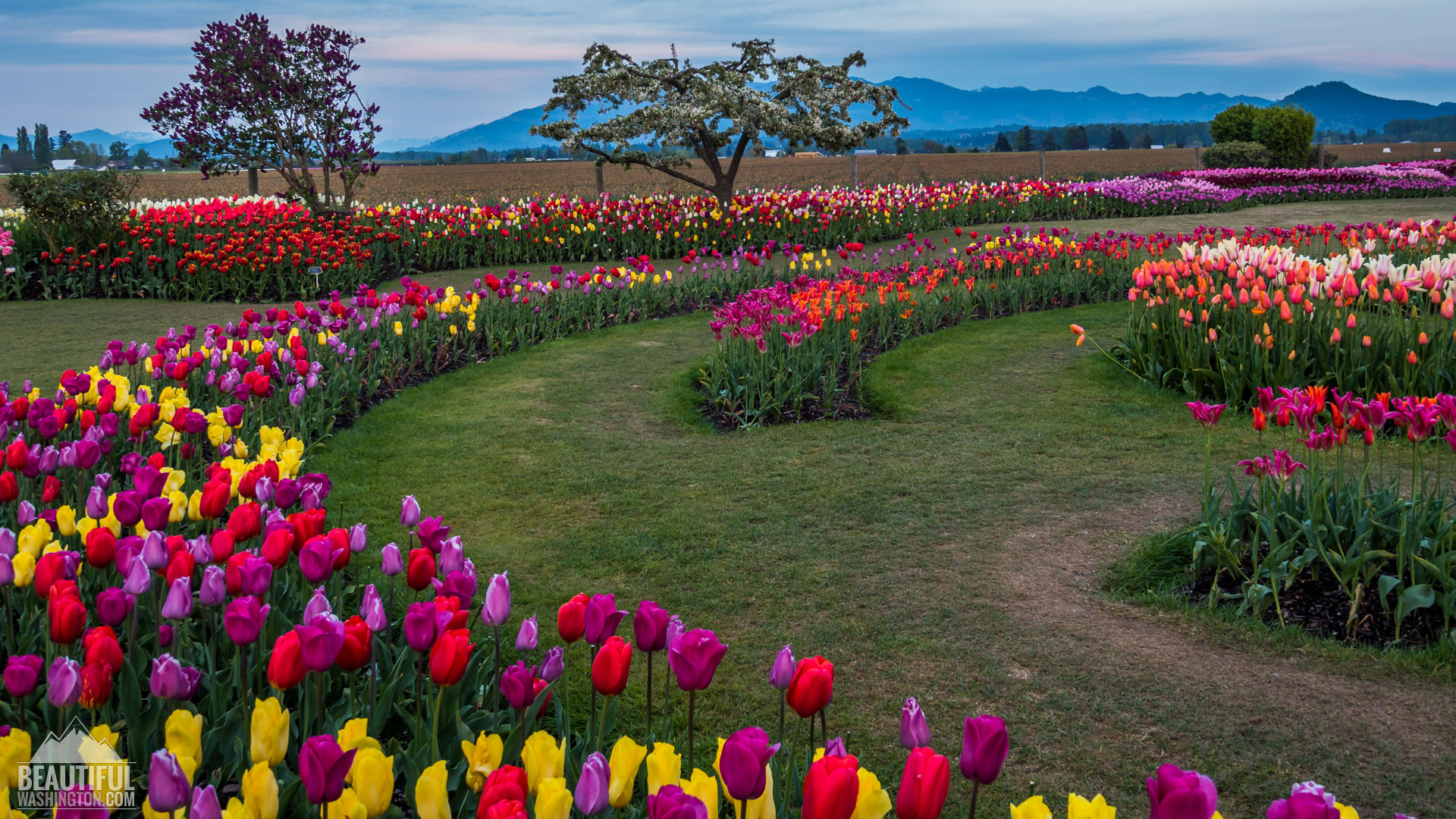 Tulip Fields at Skagit Valley largest floral festival in WA