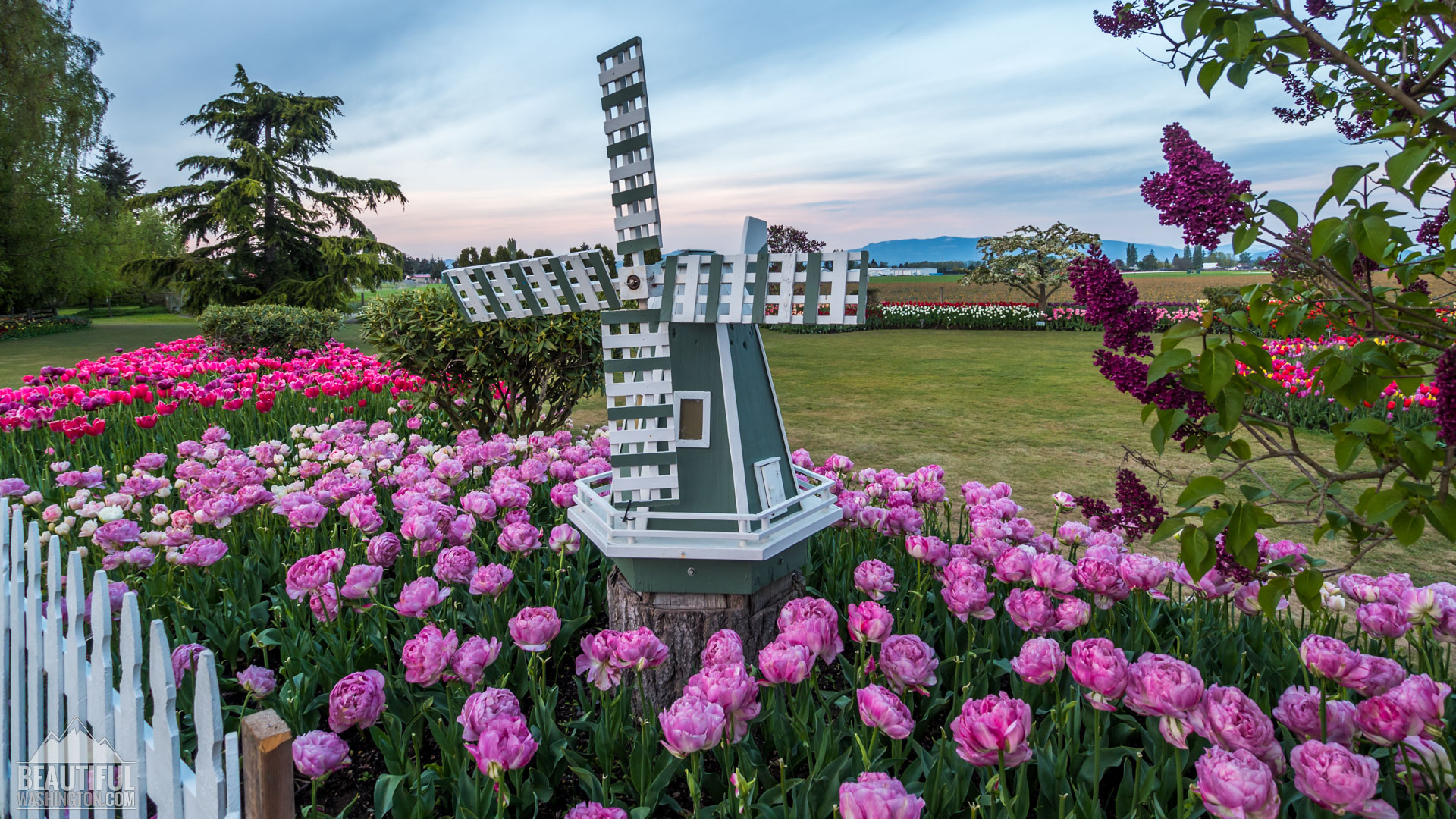 Skagit Valley Tulip Festival 2016 - Photo from Skagit Valley Tulip Festival 2016