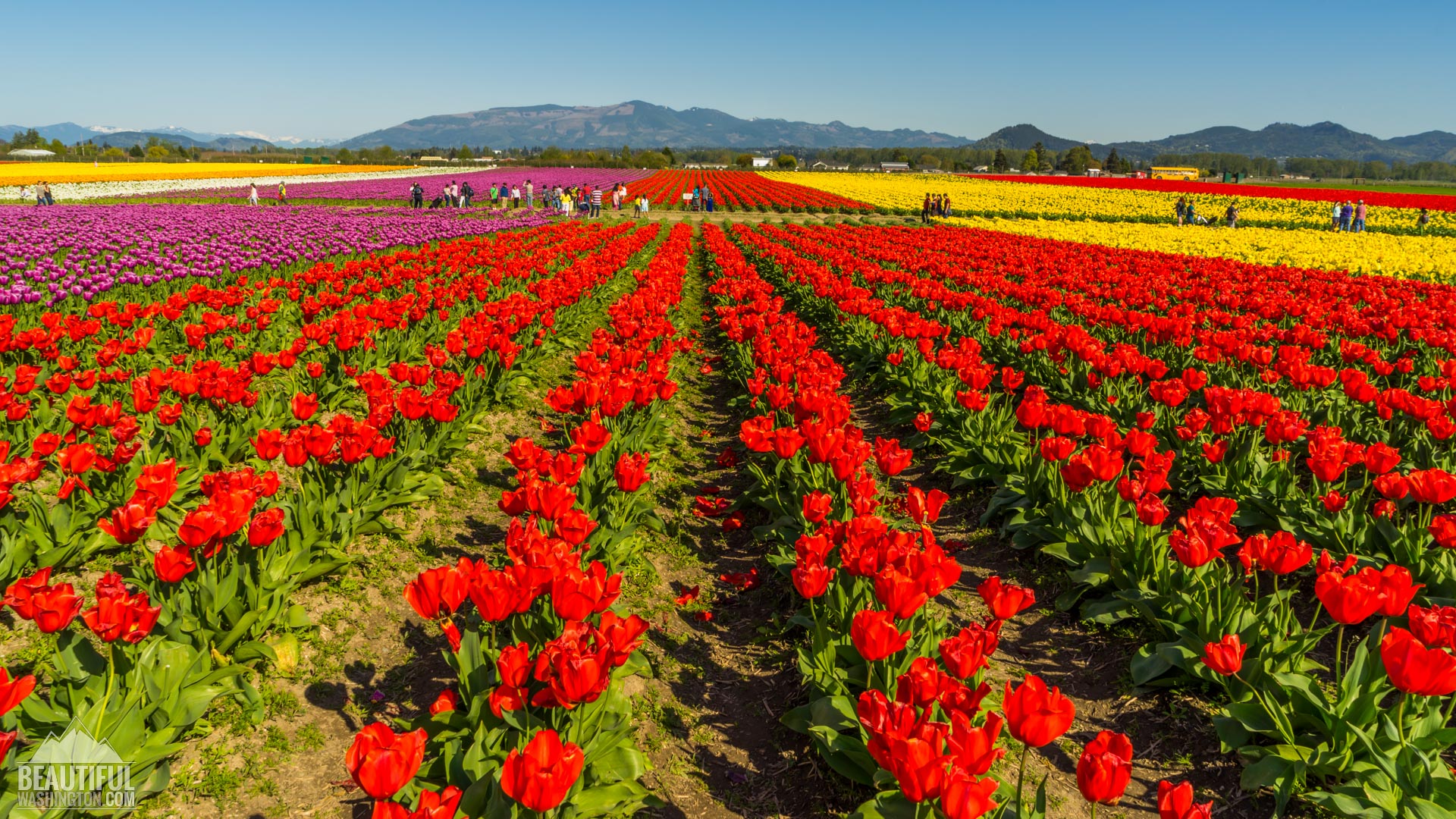 Tulip Fields at Skagit Valley largest floral festival in WA
