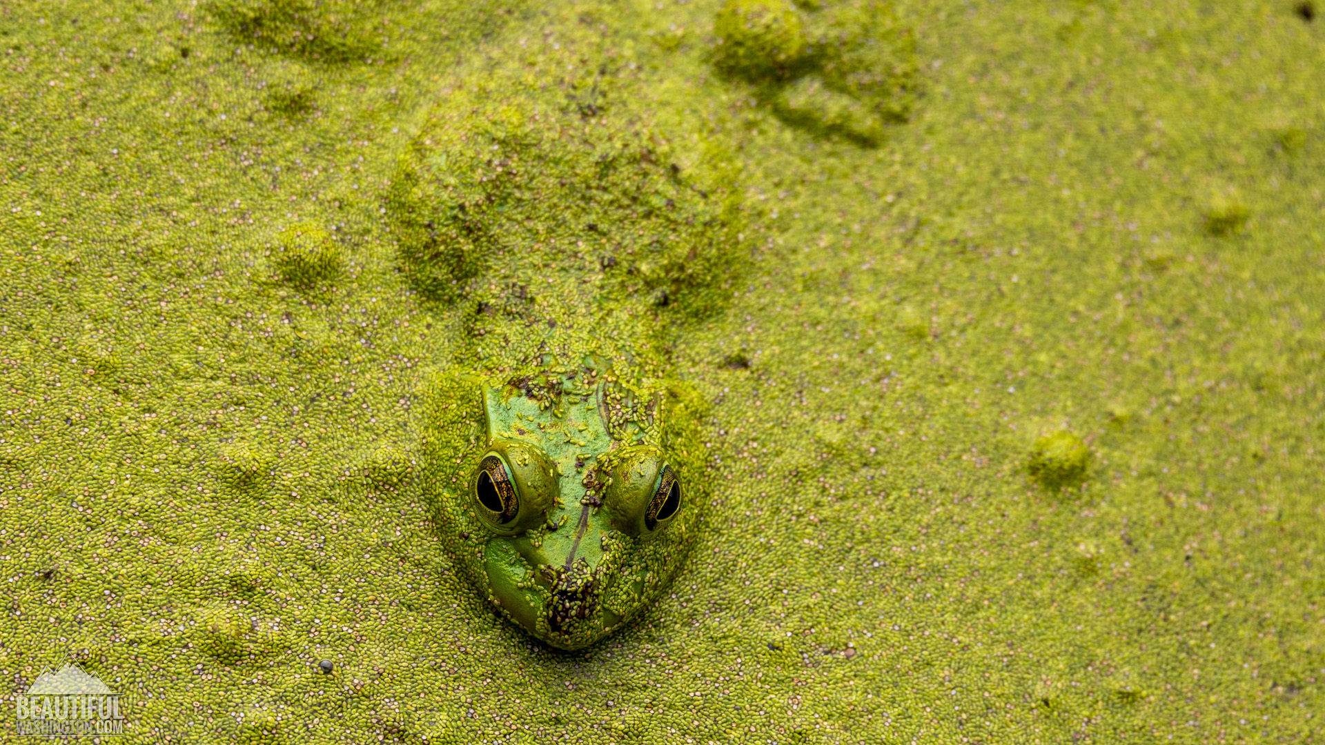 Nisqually National Wildlife Refuge Photo from Nisqually National Wildlife Refuge, Washington State