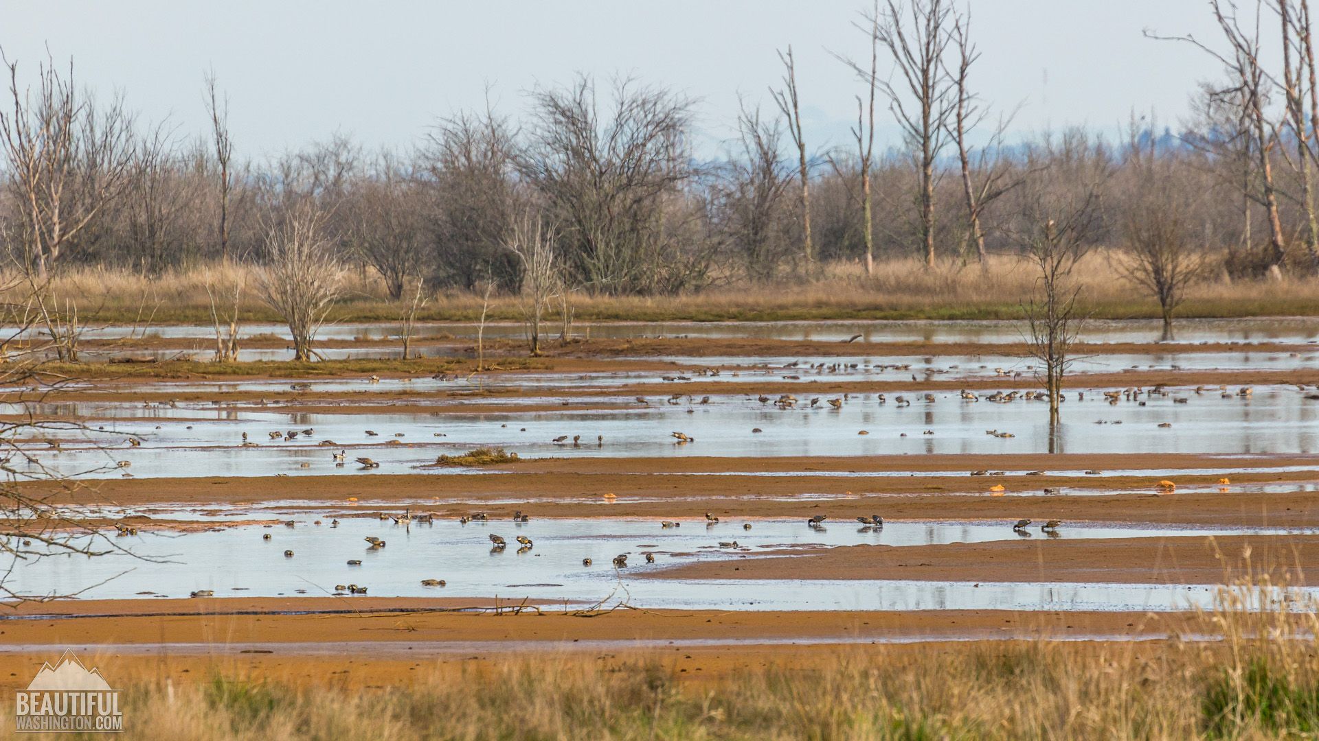 Nisqually National Wildlife Refuge Photo from Nisqually National Wildlife Refuge, Washington State
