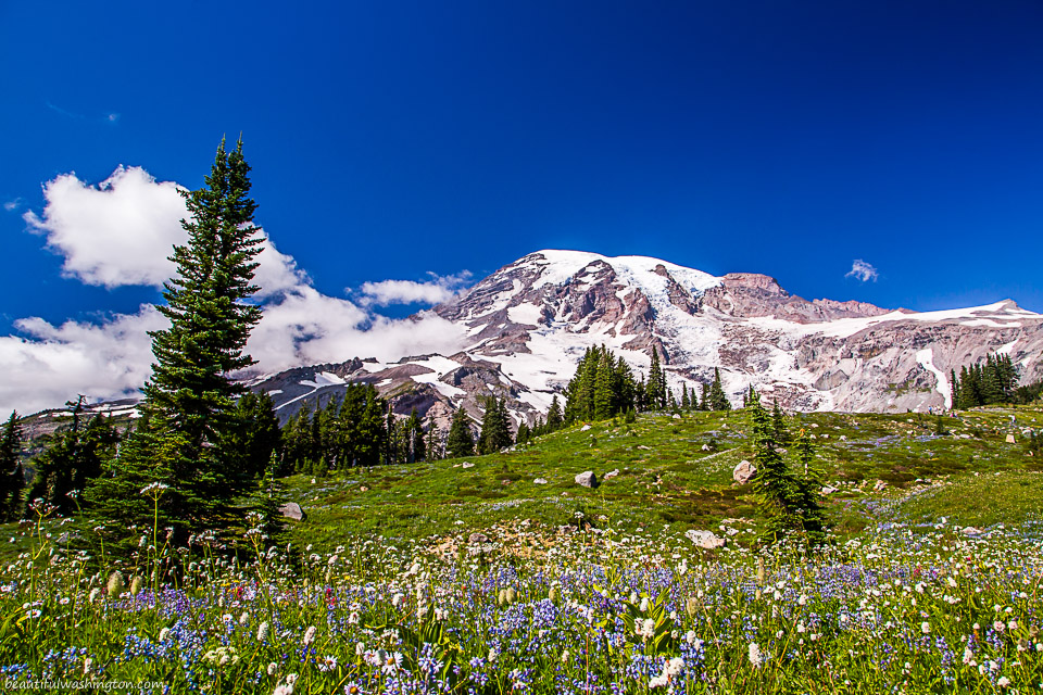 Mount Rainier Photo of Mount Rainier made from the Alta Vista Trail
