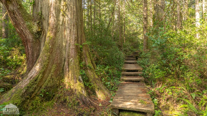 Photo from Ozette Triangle Trail, Olympic Peninsula