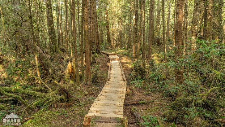 Photo from Ozette Triangle Trail, Olympic Peninsula