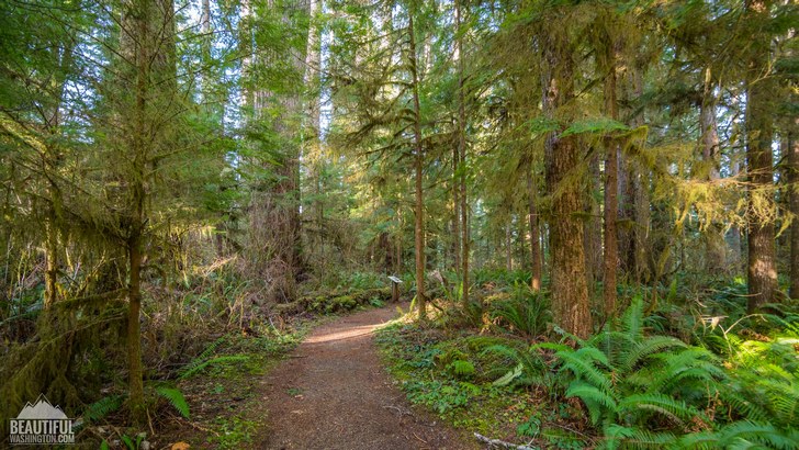 Photo taken at the Quinault Loop Trail, Olympic Peninsula Region