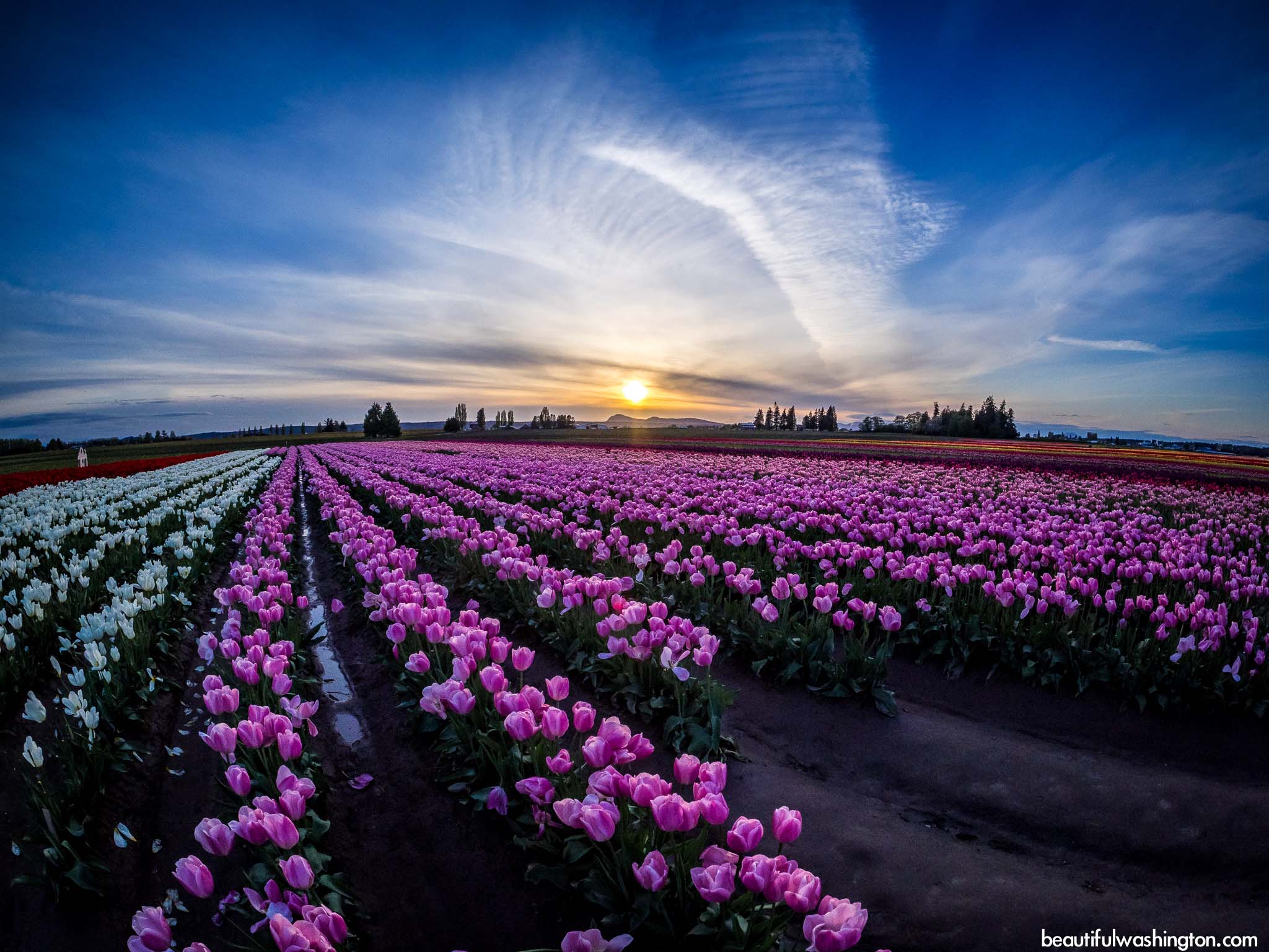 Skagit Valley Tulip Festival 118 Photo from Skagit County, Mt Vernon, Skagit Valley Tulip Festival