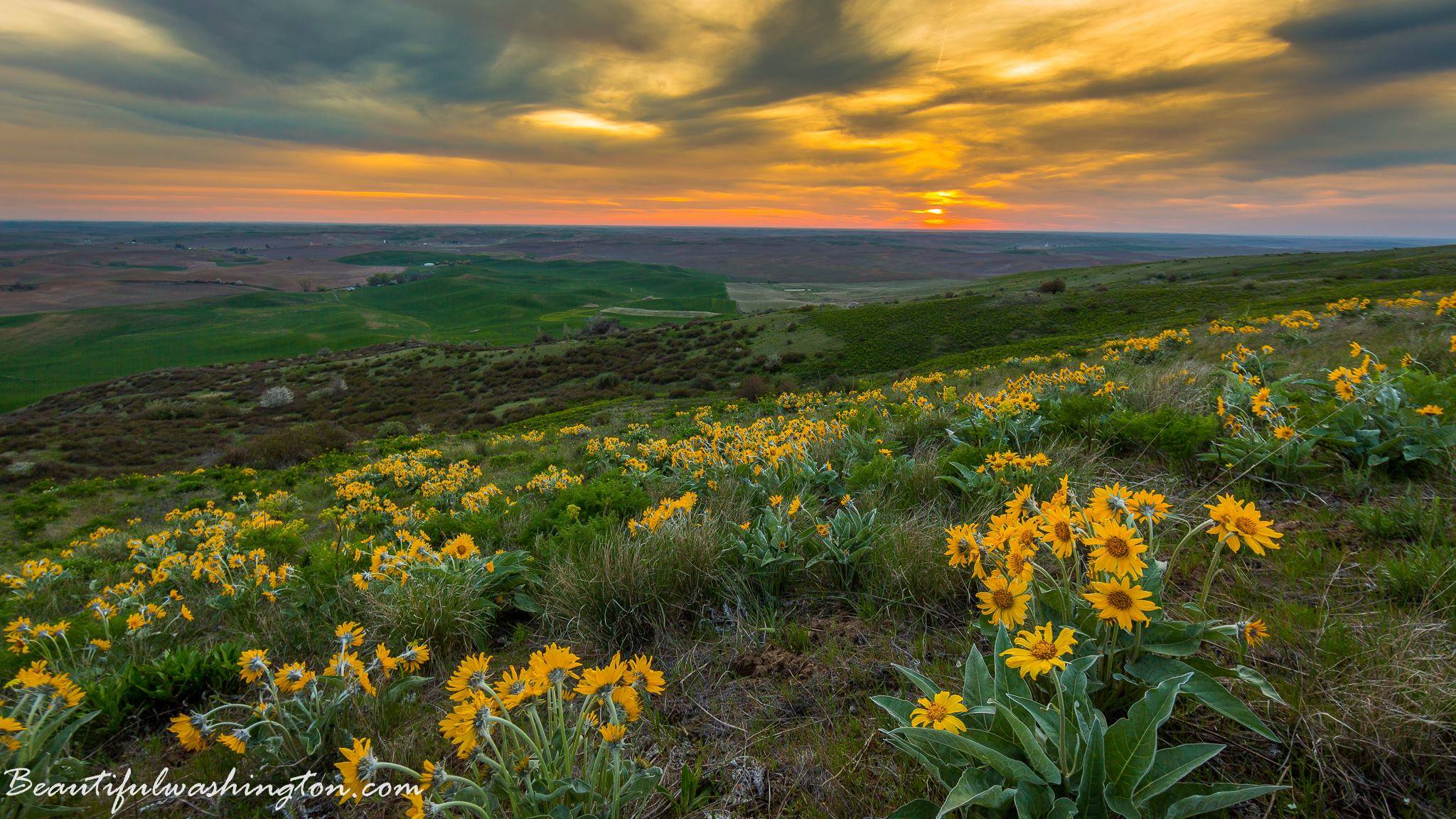 Photo from Steptoe Butte State Park