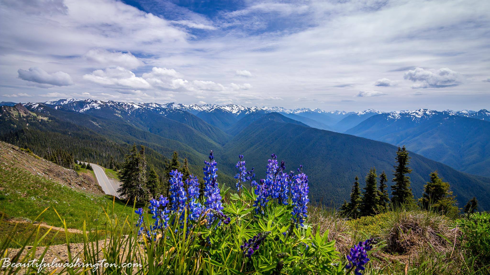 Hurricane Hill Trail, Olympic National Park Photo from Hurricane Hill Trail, Olympic National Park